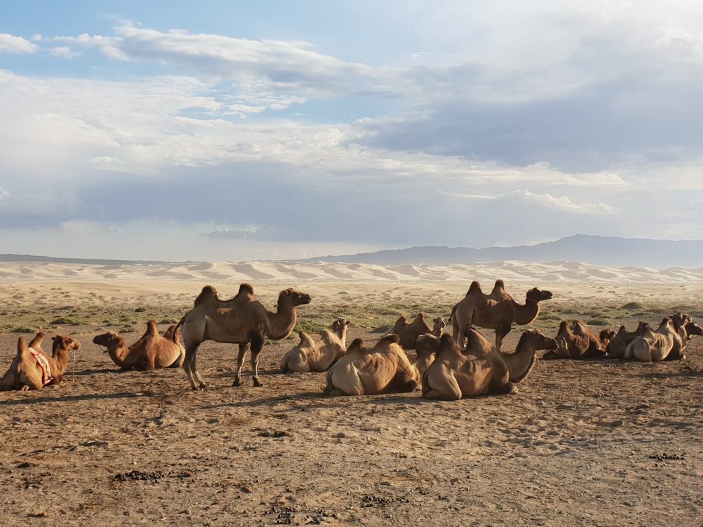 A group of two-humped camels with harnesses relax in the Gobi Desert