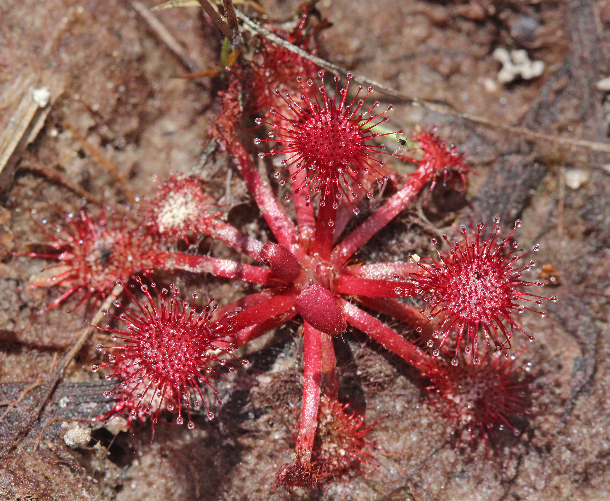 Drosera brevifolia