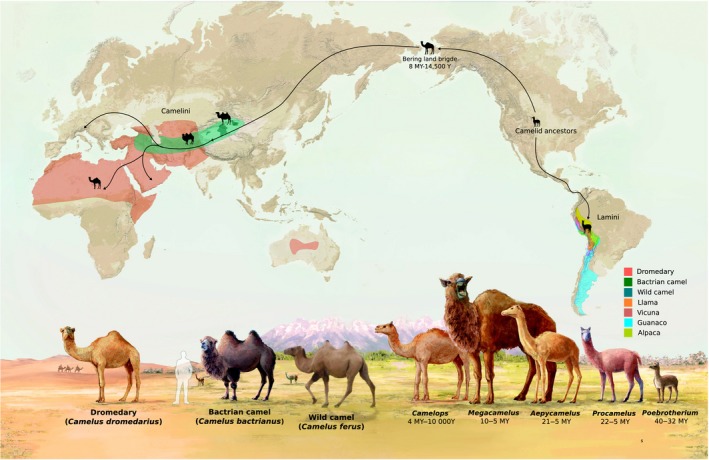 a map showing camels beginning in North America and spreading across Alaska into Asia and Africa, while Llama-like camels spread south into South America