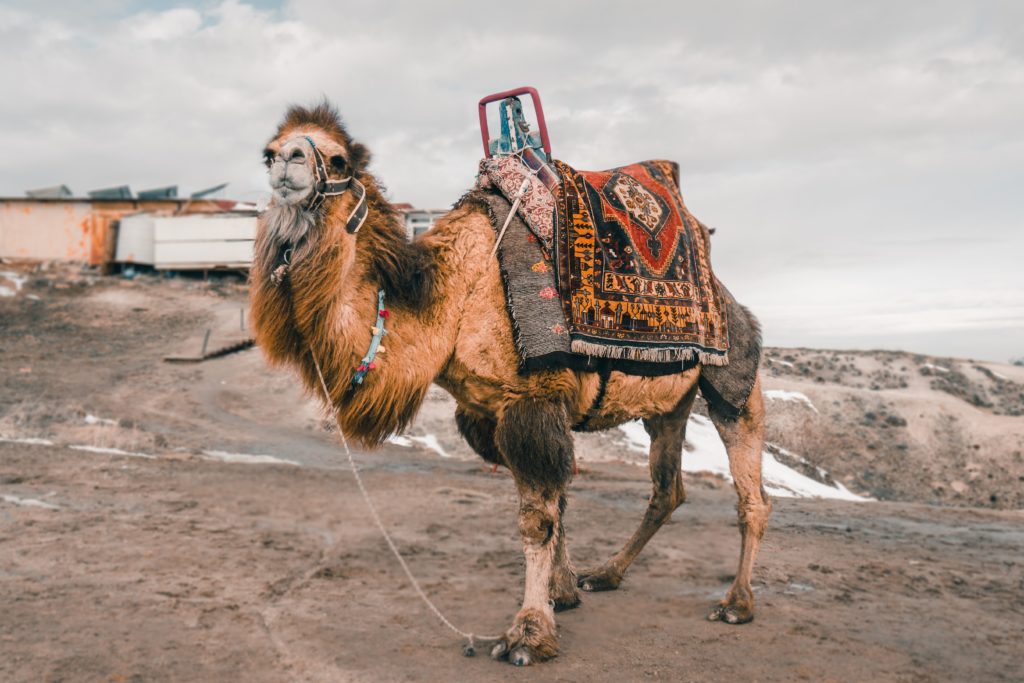 shaggy camel wearing brightly colored harness, blankets, and saddles