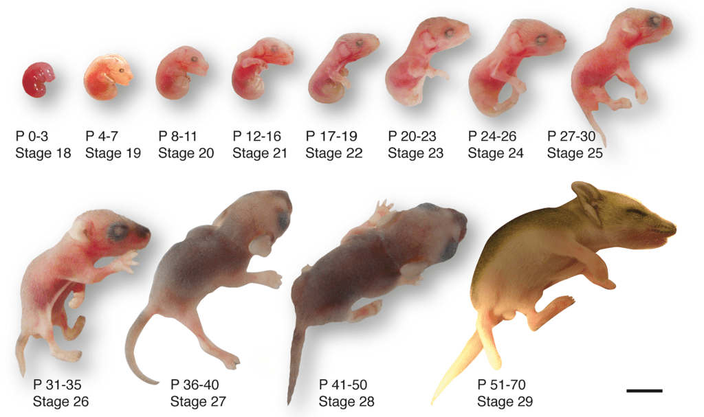 Baby dunnarts are pink and almost fetus-like with poorly developed eyes, limbs, and ears.