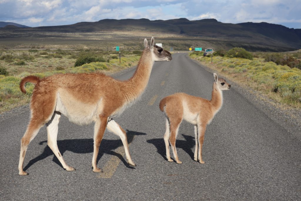 Mother guanaco and her small calf cross the road in green pastures