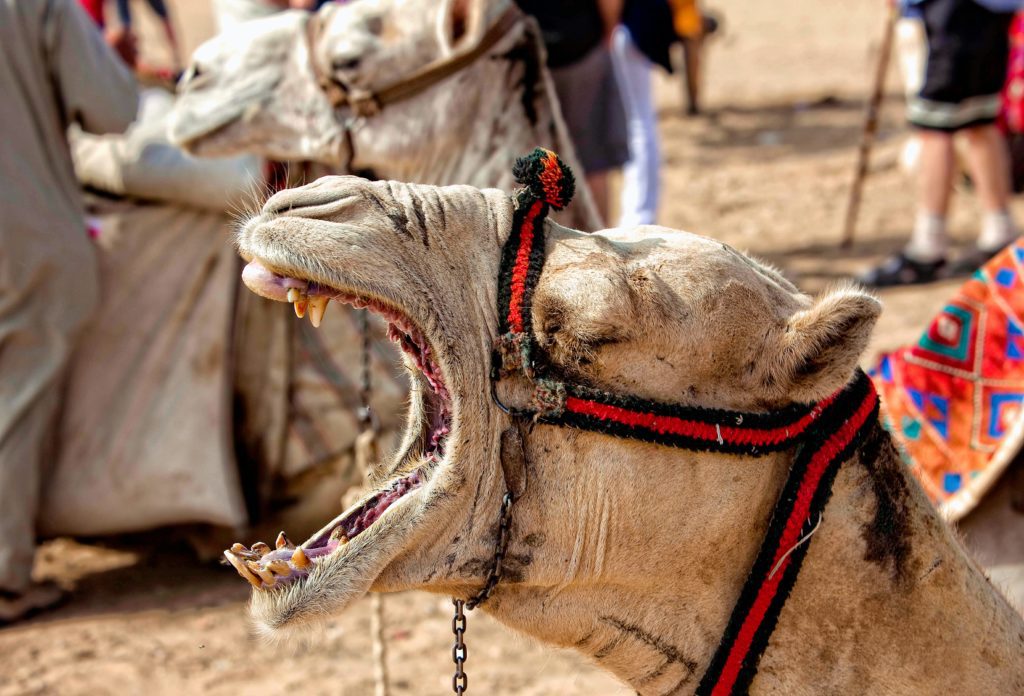 A camel yawns, exposing upper and lower canine teeth