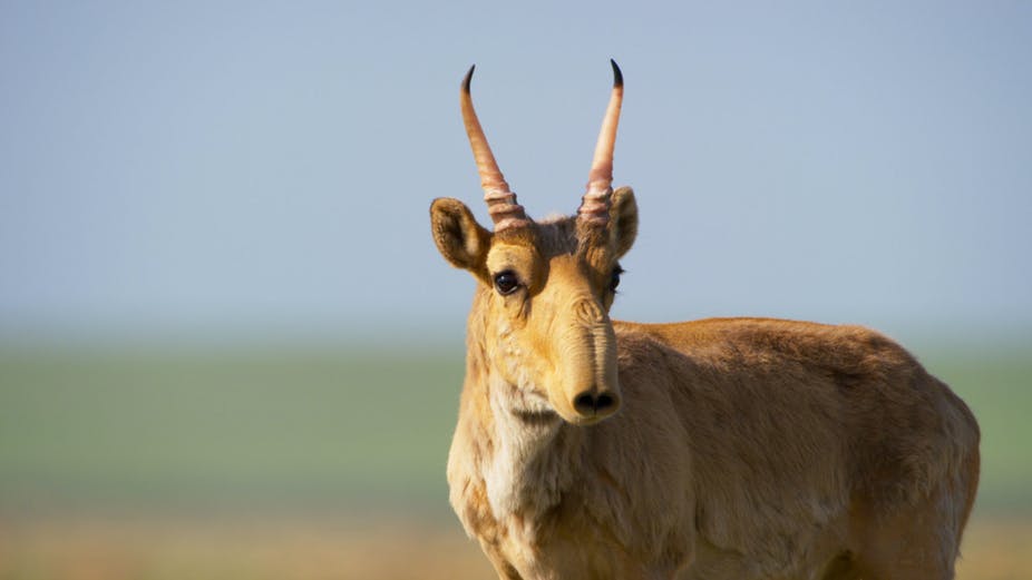 Male saiga antelope with bulbous nose staring off into distance