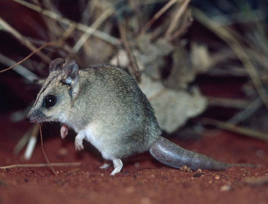 Stripe-faced dunnart showing distinct carrot-shaped tail which is fat at the base and tapers to the tip of the tail.