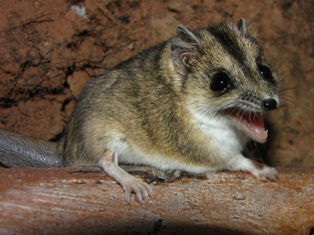 Dunnart with mouth open in a sign of defense, teeth showing.