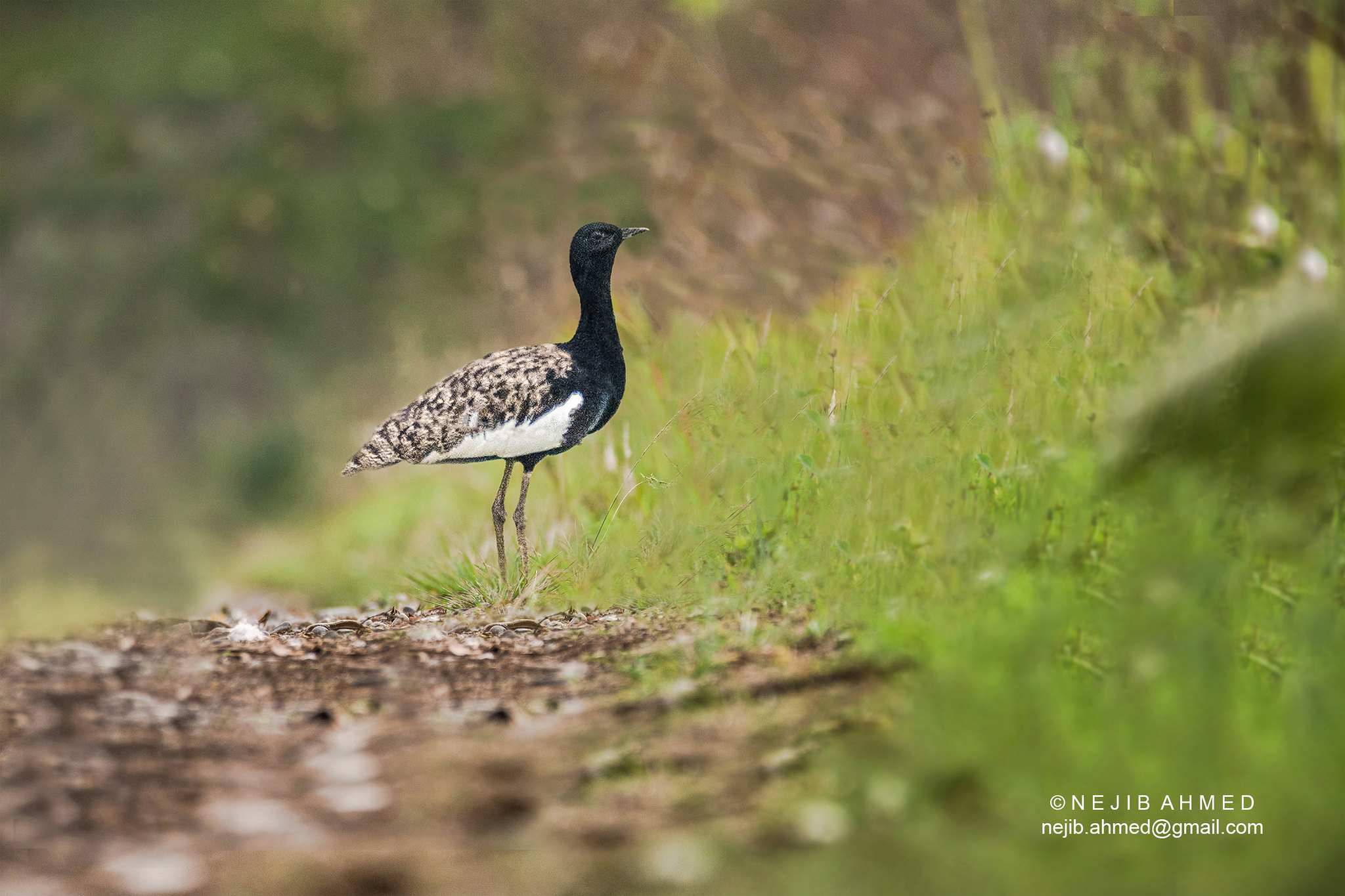 Bengal Florican