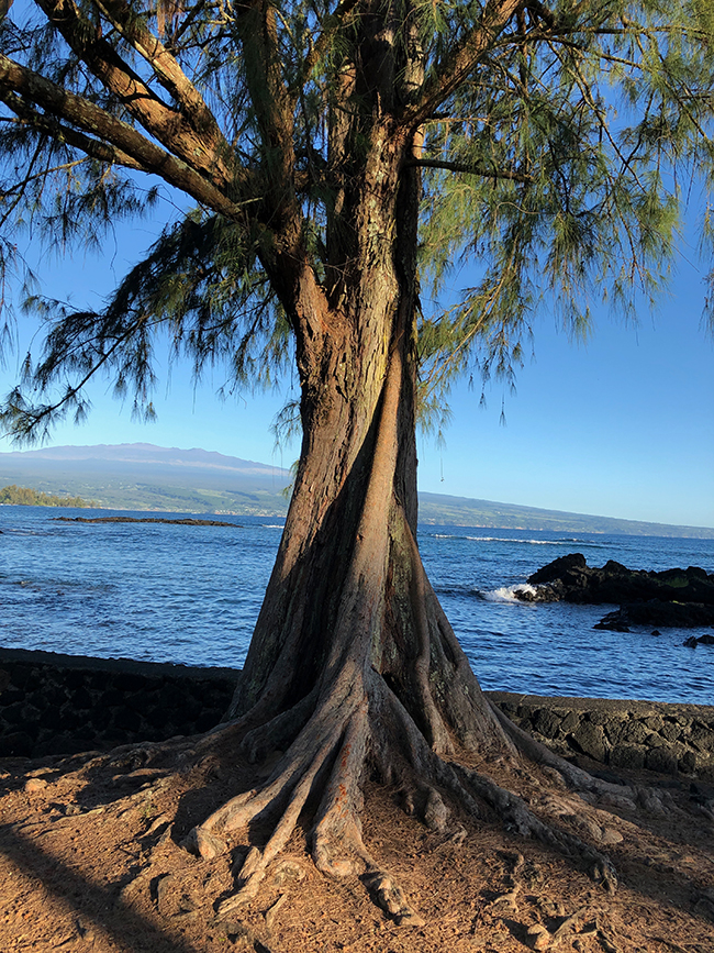 angular tree trunk with needle-like leaves