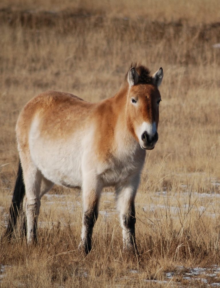 Light brown takhi horse looking into camera.