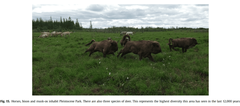 Fig. 15. Horses, bison and musk-ox inhabit Pleistocene Park. There are also three species of deer. This represents the highest diversity this area has seen in the last 12,000 years.