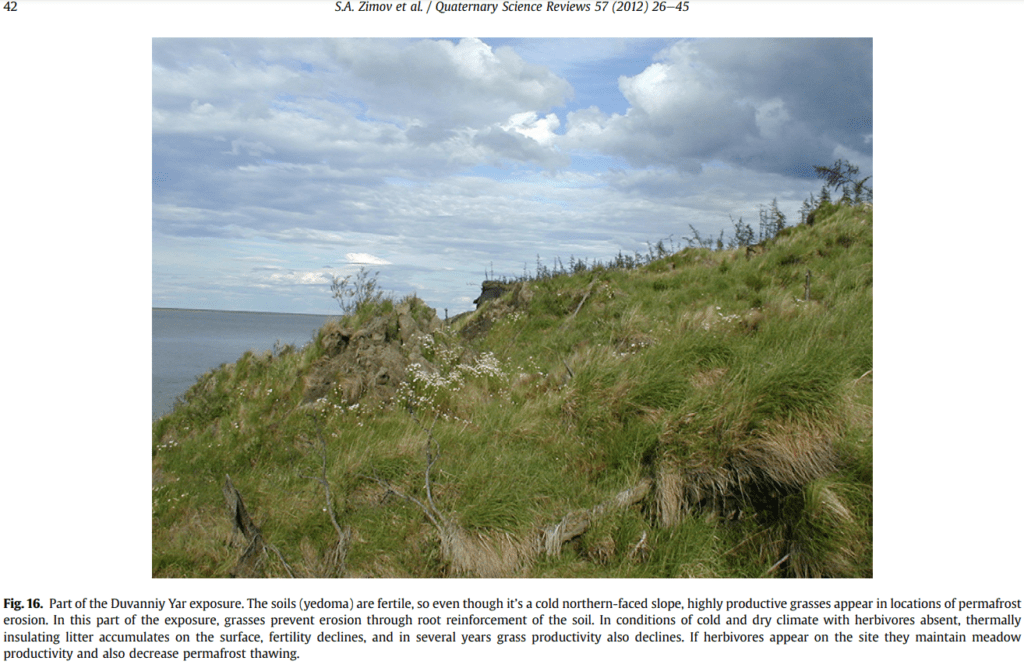 Fig. 16. Part of the Duvanniy Yar exposure. The soils (yedoma) are fertile, so even though it’s a cold northern-faced slope, highly productive grasses appear in locations of permafrost erosion. In this part of the exposure, grasses prevent erosion through root reinforcement of the soil. In conditions of cold and dry climate with herbivores absent, thermally insulating litter accumulates on the surface, fertility declines, and in several years grass productivity also declines. If herbivores appear on the site they maintain meadow productivity and also decrease permafrost thawing.