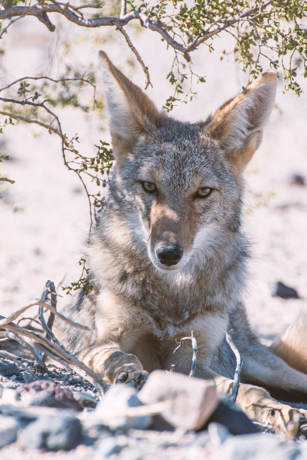 Coyotes | Grassland Groupies
