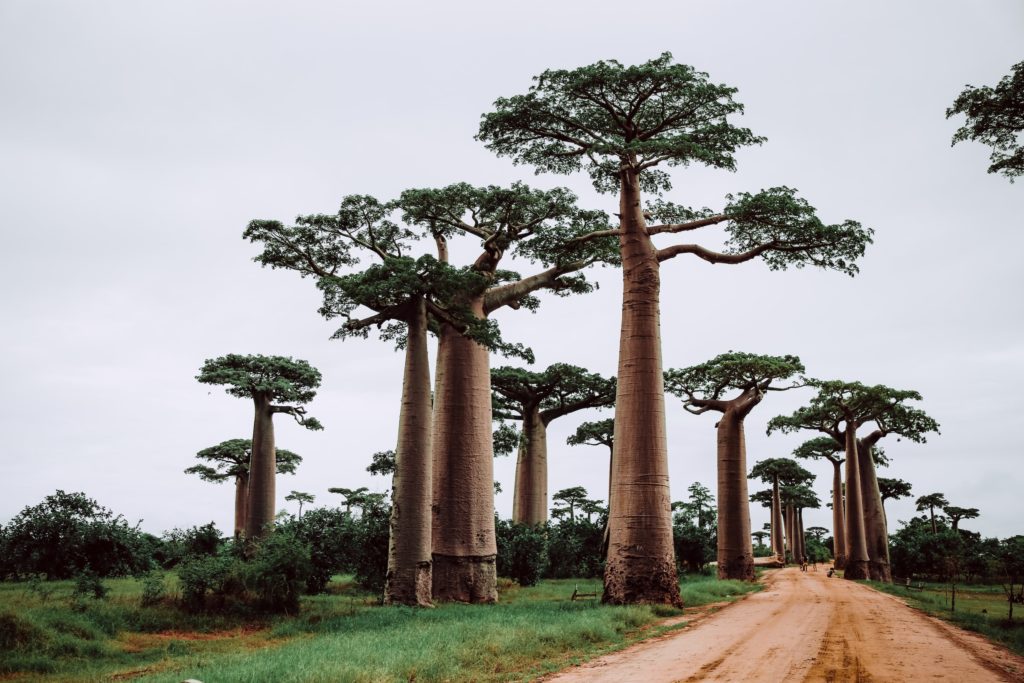 Baobab trees stand tall around a dirt road.