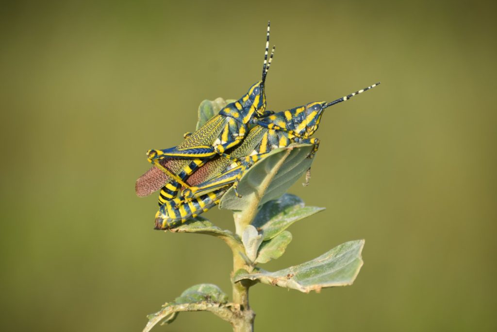 Indian Painted Grasshoppers mating on plant.