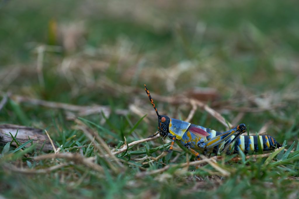 Colorful grasshopper on grass.