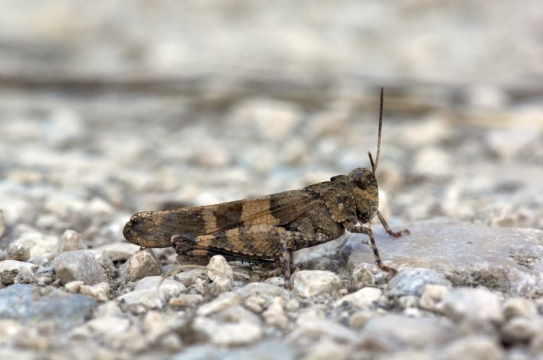 Brown grasshopper on pebble covered road.
