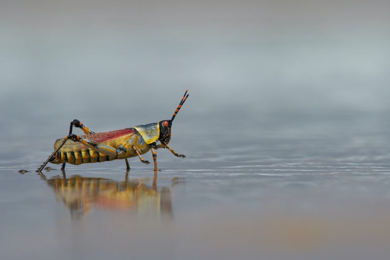 Grasshopper stepping through water.