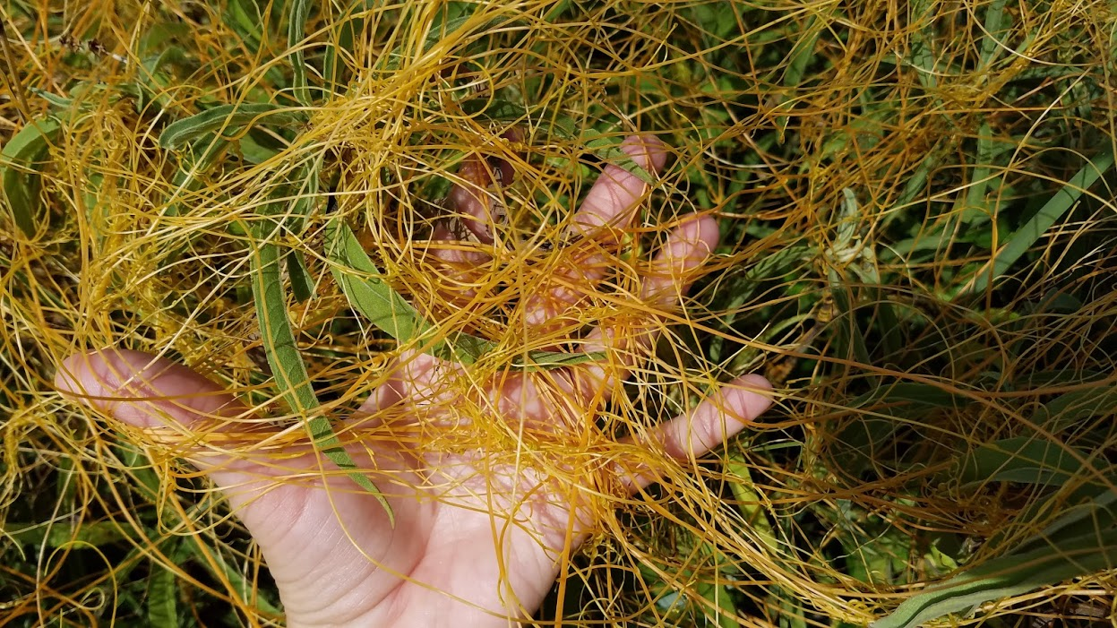 dodder