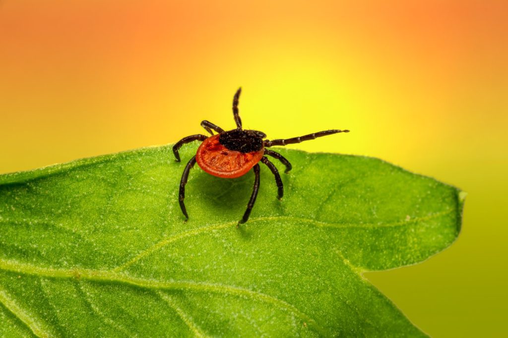 Tick waving arms at the very top of a leaf.