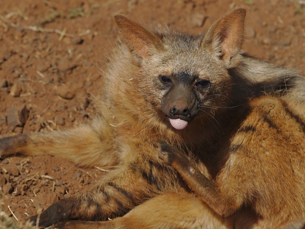 Aardwolf laying in the dirt and scratching its neck, tongue sticking out.