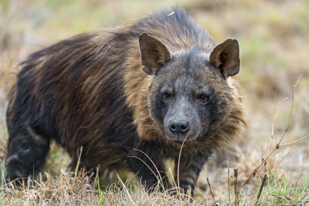 Brown hyena standing in grass, long dark fur and striped legs.