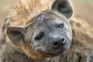Spotted hyena itching neck and tilting head to side, making a weird face.
