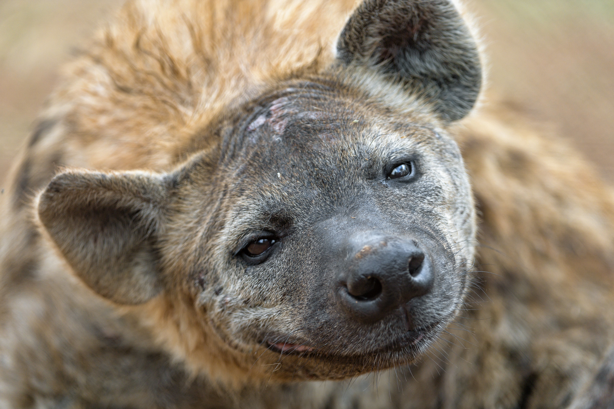 hyena spotted – Tambako the Jaguar Flickr