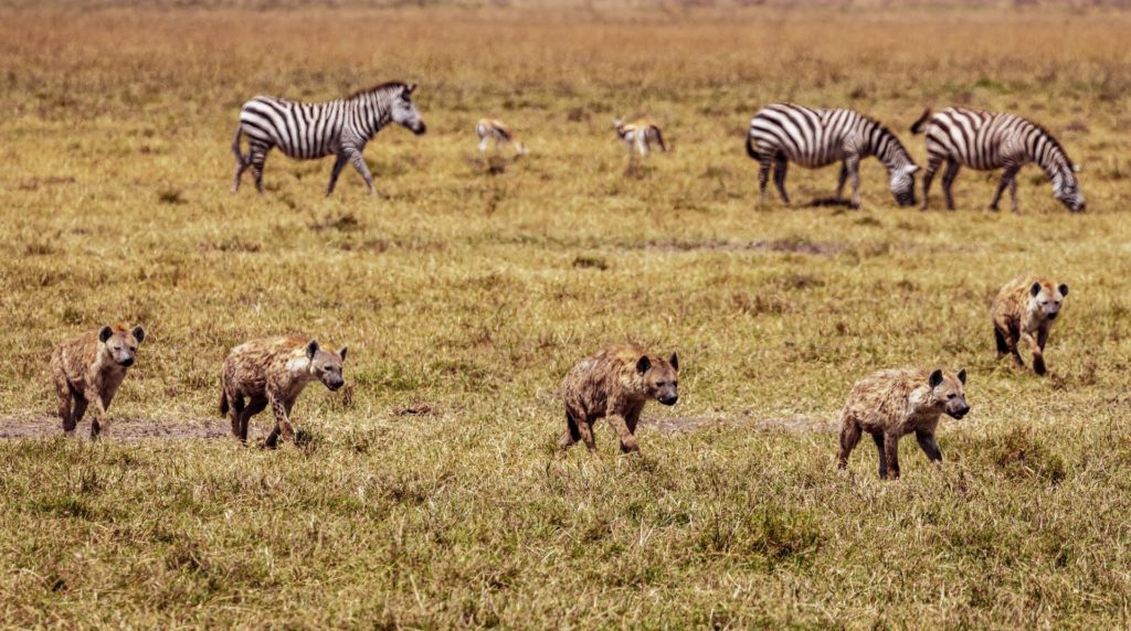 Spotted hyenas in field, walking away from a small group of zebra and gazelle.