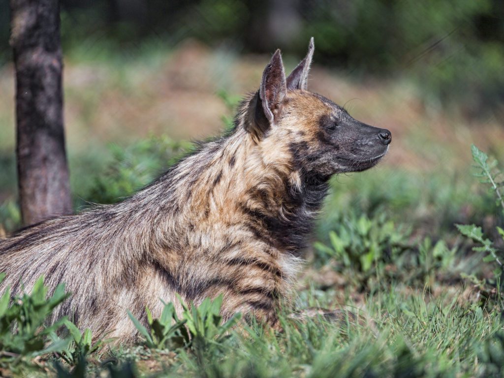 Striped hyena laying down, head up in the air seeming to sniff contentedly.