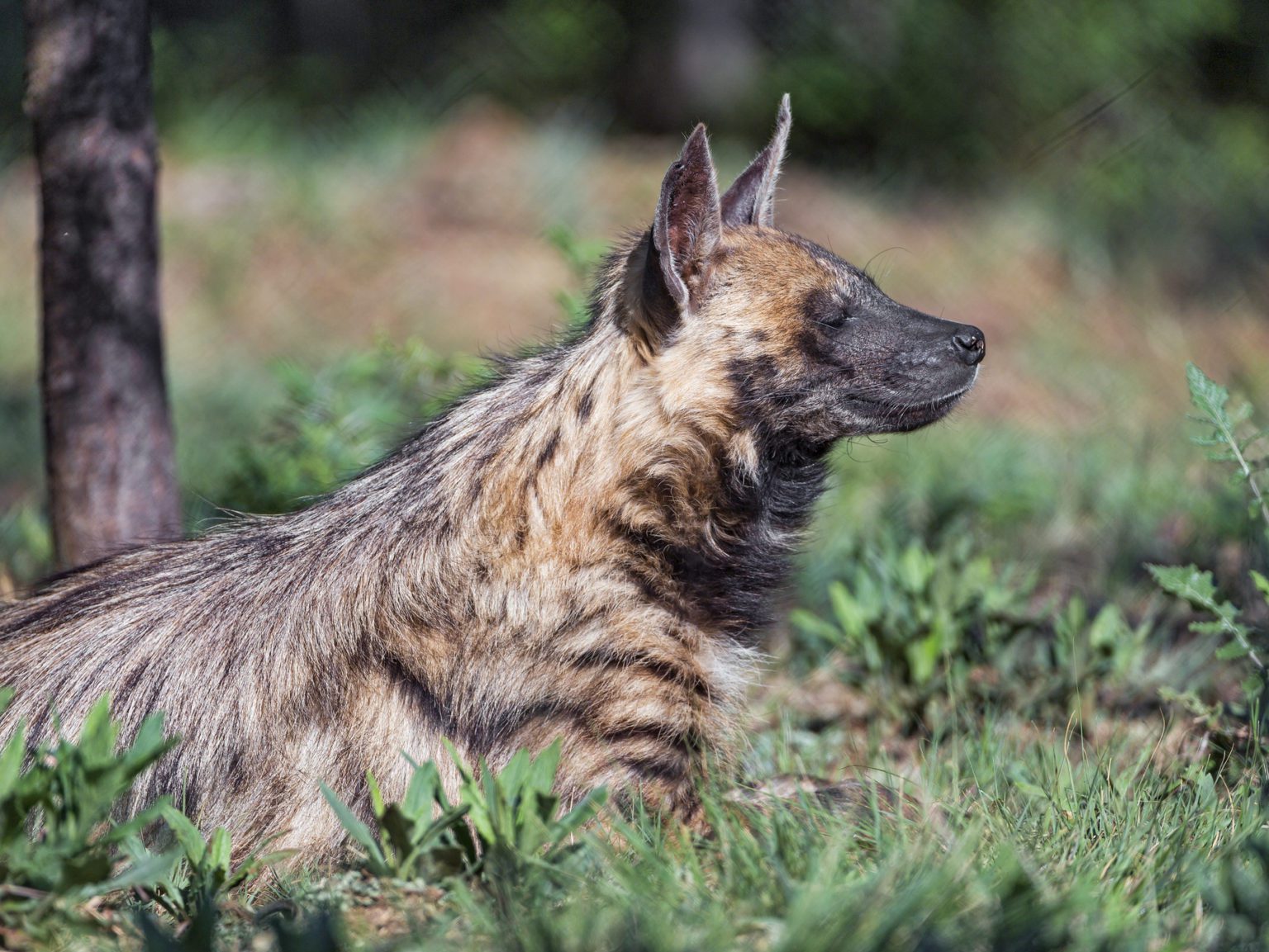 Hyenas Grassland Groupies