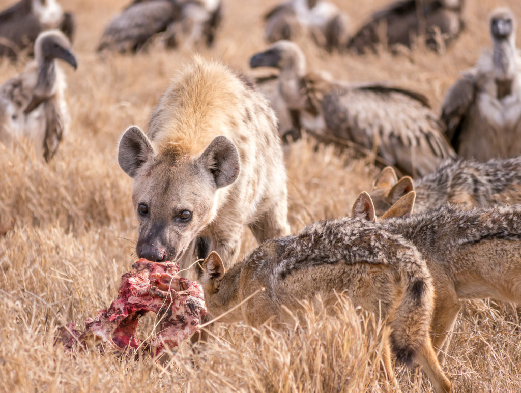 Spotted hyena scavenging on a carcass alongside jackals and vultures.