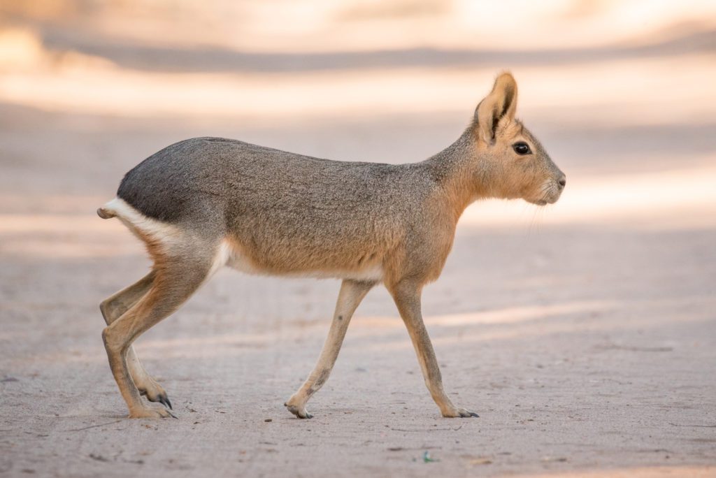 A long-legged Patagonian Mara walks across a street.