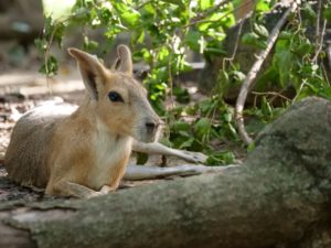 Patagonian mara laying on side, fully relaxed, at the National Zoo.