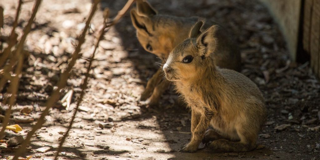A pair of Patagonian Mara pups tucked into the shade of a shelter.