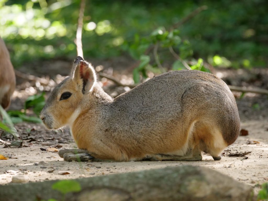 Patagonian mara laying with legs tucked under itself.