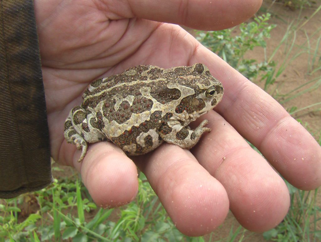 A warty toad with broad spots sits in the fingers of a person, nearly filling the hand.