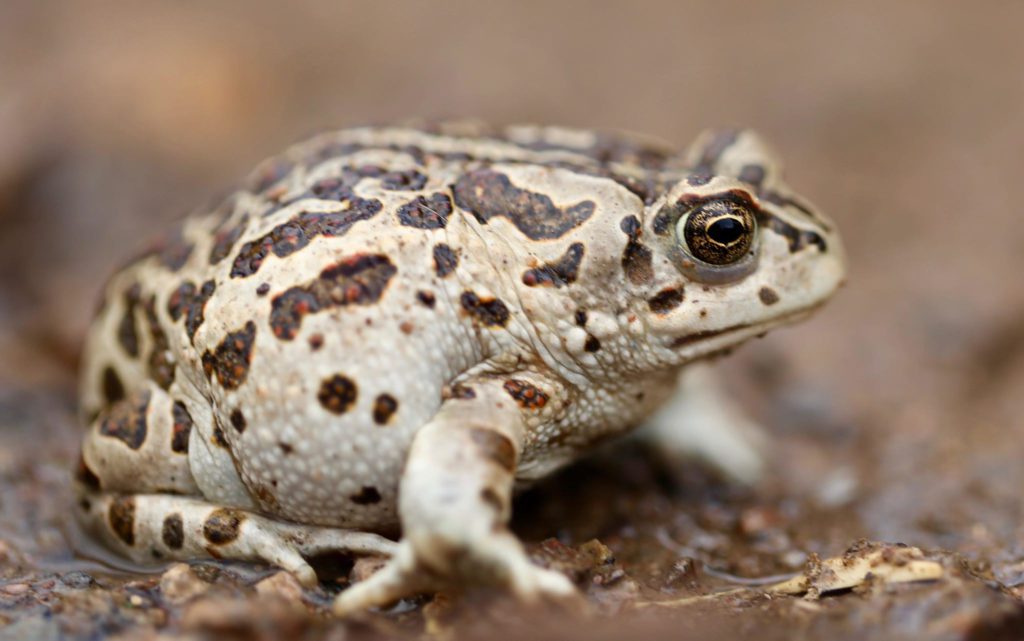A pale mongolian toad with dark splotches. The warts in the splotches are a rusty red.