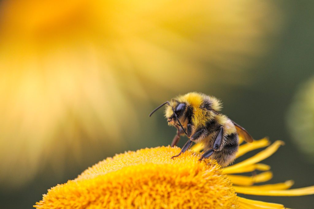 Bumblebee perched in the middle of a flower.