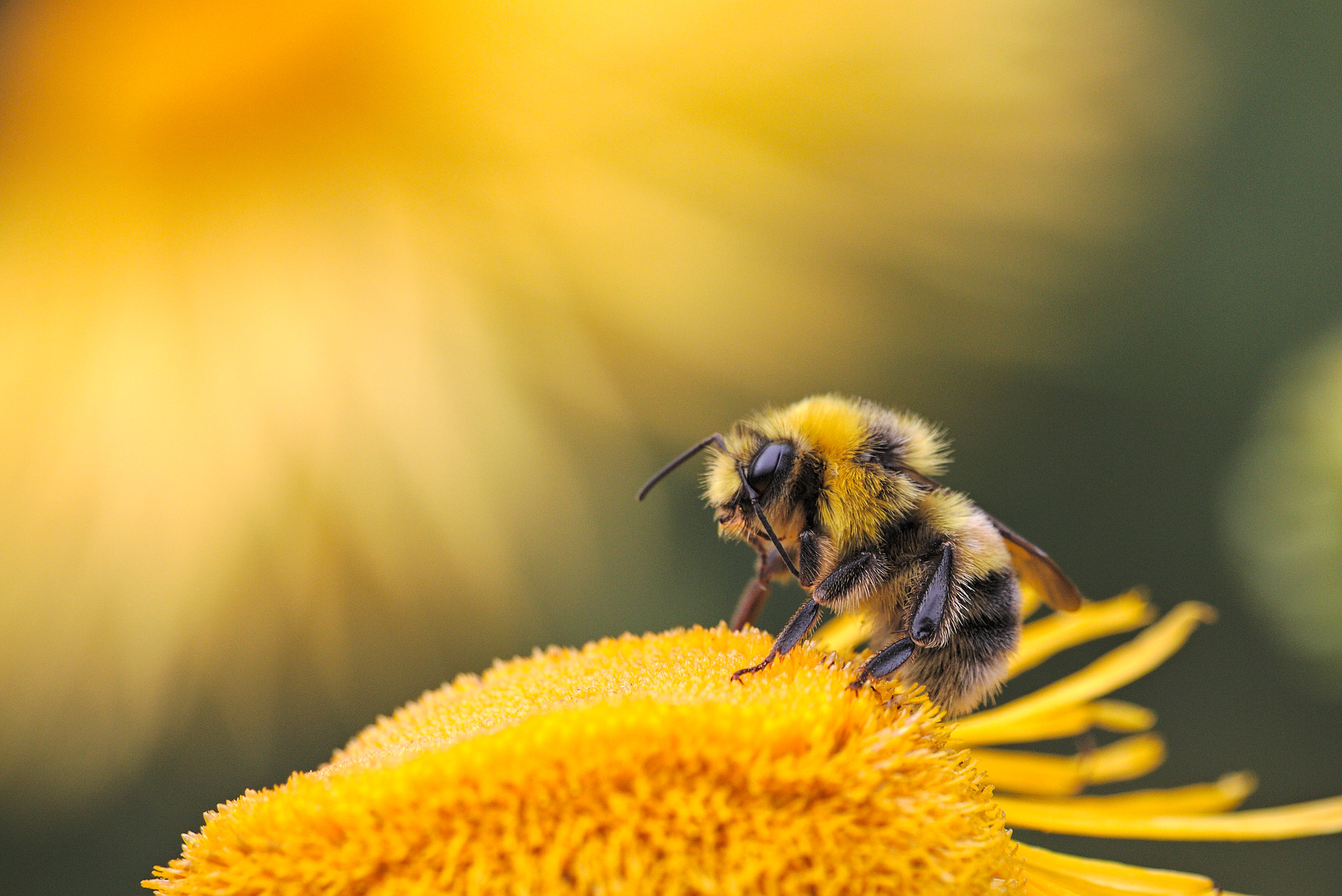 bumblebee-Dmitry.Grigoriev-Flickr