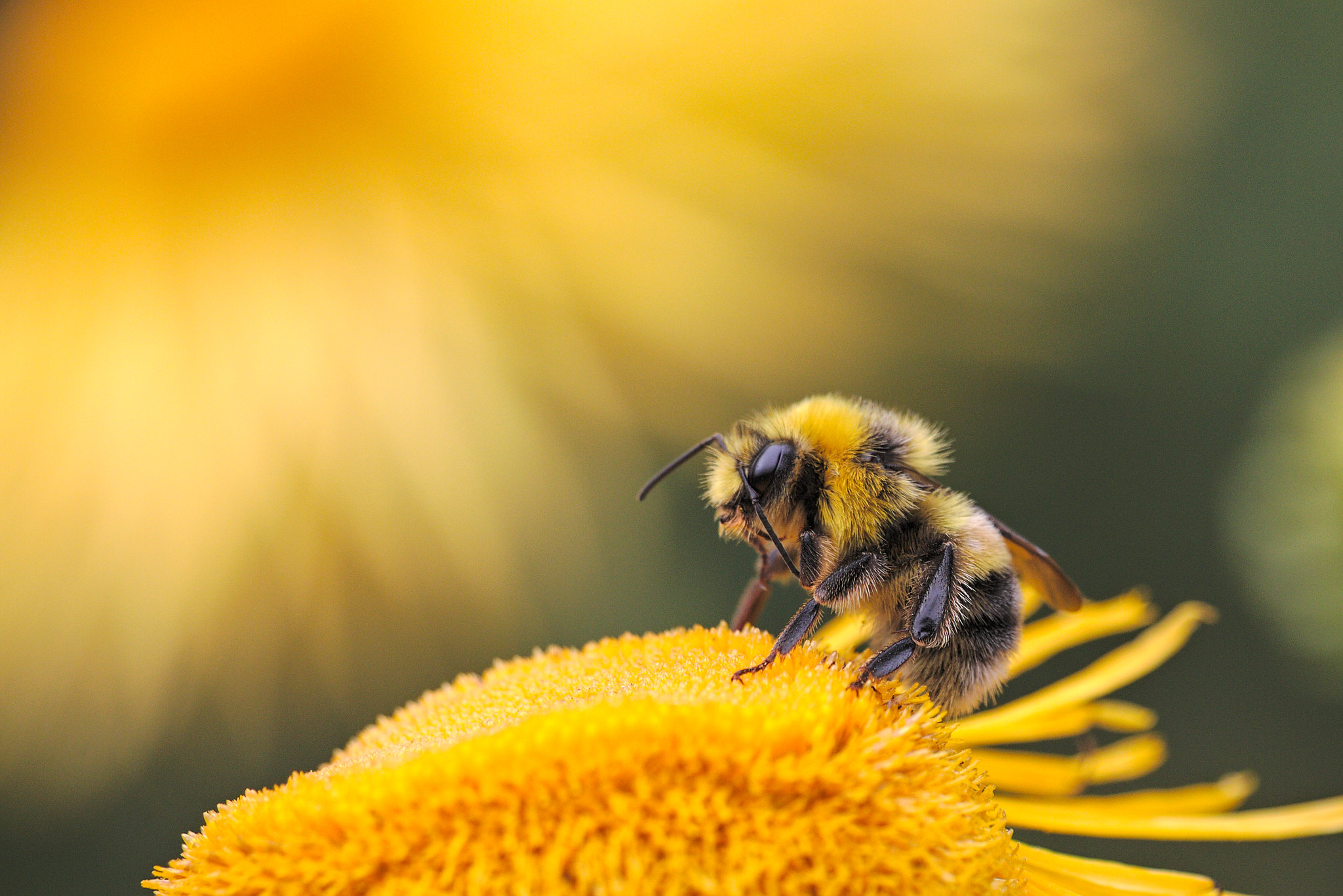 Bumblebee  Grassland Groupies