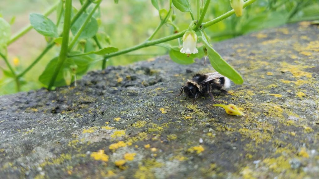 Bumblebee underneath a flower on a rock wall covered in colorful lichen.