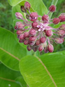 Pink buds of common milkweed blooming into delicate little flowers.