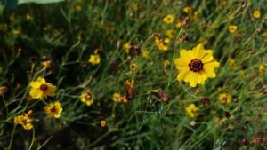 Small, yellow coreopsis flowers with dark brown centers and thin, dark green stems and leaves.