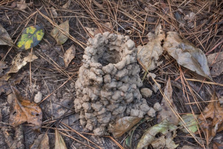 Crayfish chimney made up of many small mudballs stacked up together to create a tower around an entrance to their underground burrow.