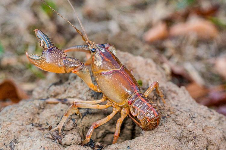 crayfishdevil-GuenterSchuster