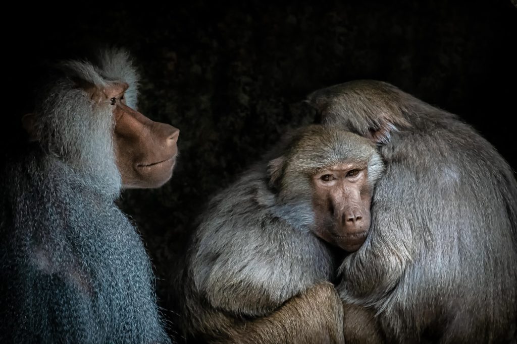 Hamadryas baboons cuddle against a dark background.