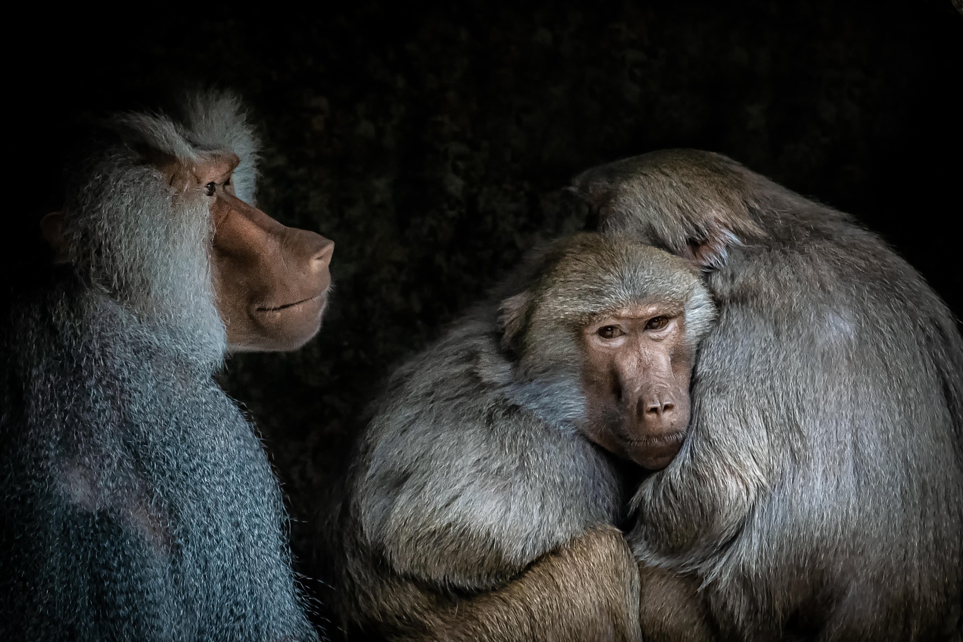 herbert_aust-_hamadryas_baboons-_papio_hamadryas