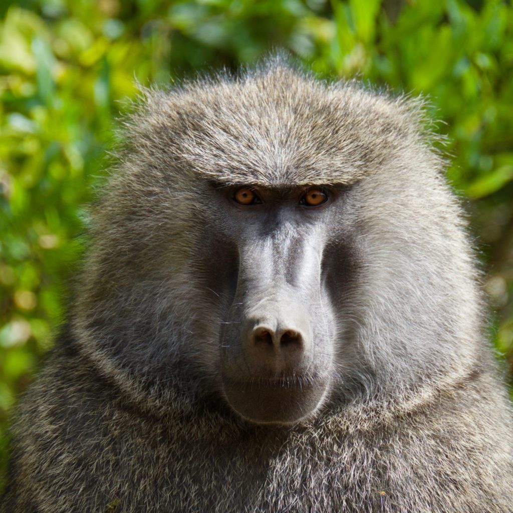 A baboon with long nose and a harsh brow line stares straight at the camera.