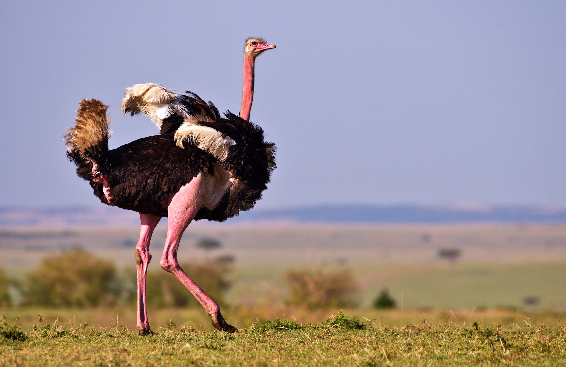 ostrich-bycatherine-merlin-unsplash