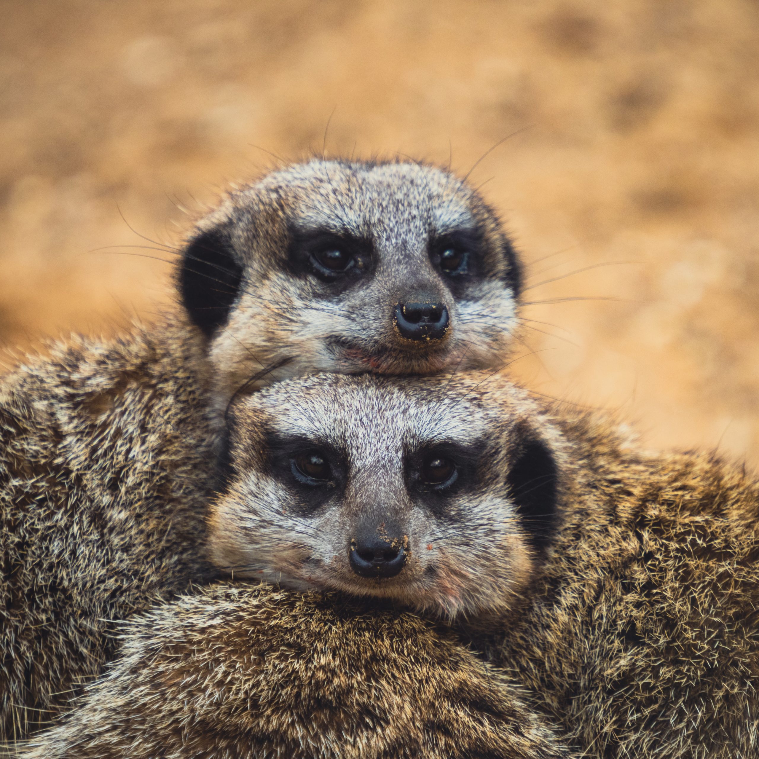 meerkat-by-pauline-bernfeld-unsplash